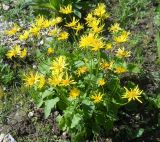 Doronicum carpaticum