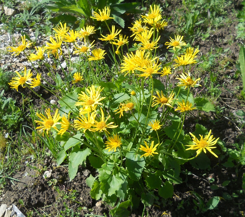 Изображение особи Doronicum carpaticum.