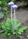 Primula capitata