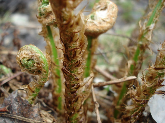 Изображение особи Dryopteris expansa.