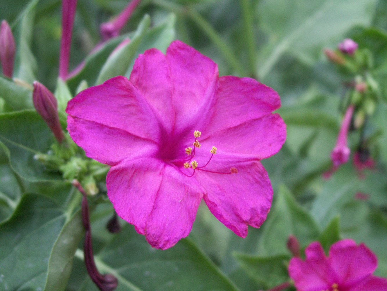 Изображение особи Mirabilis jalapa.