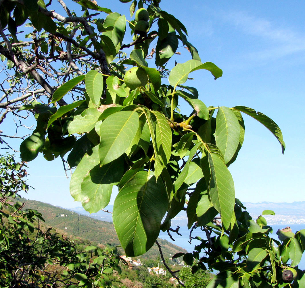 Изображение особи Juglans regia.