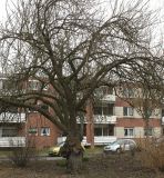 Prunus serrulata. Старое растение ('Pendula'). Германия, г. Кемпен, в парке. 28.03.2013.