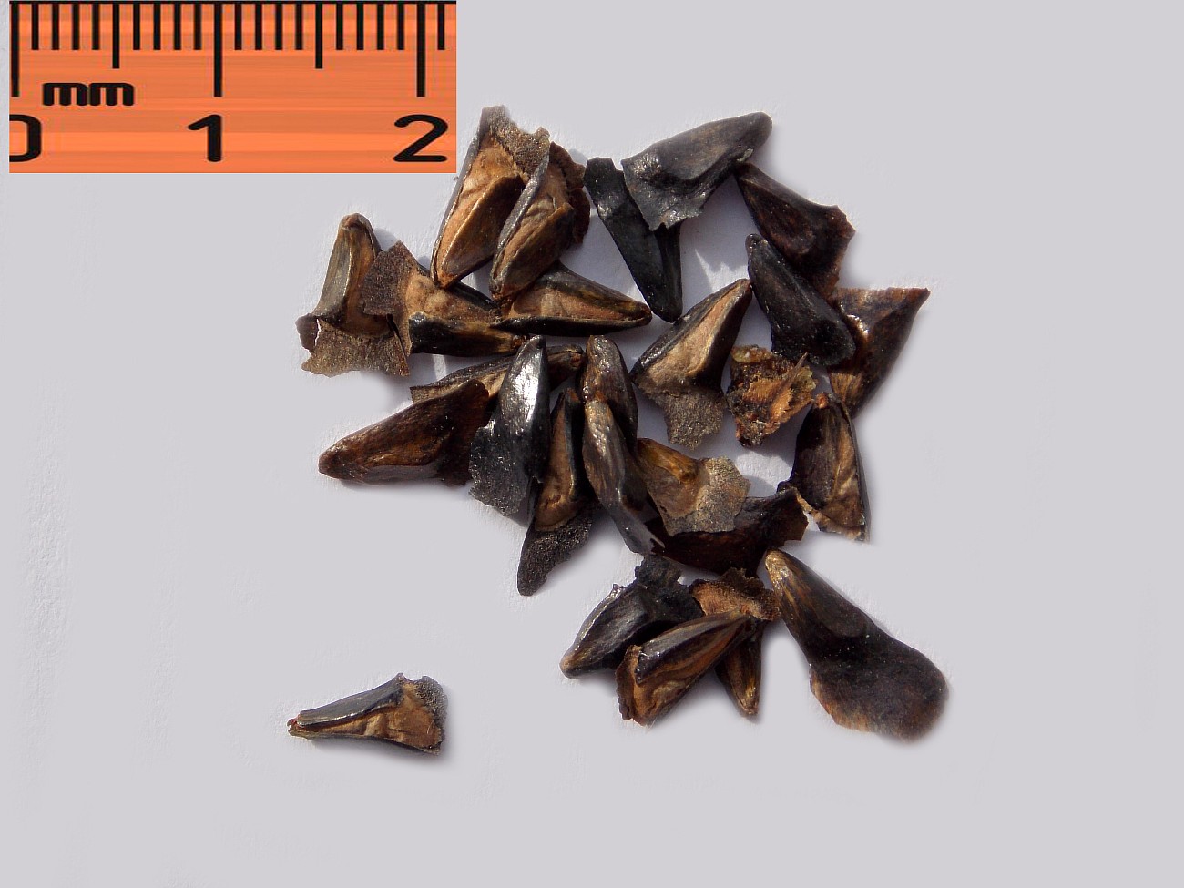 Image of Abies gracilis specimen.