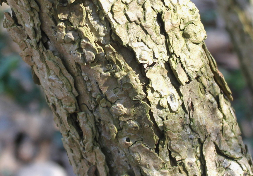 Image of Hydrangea arborescens specimen.