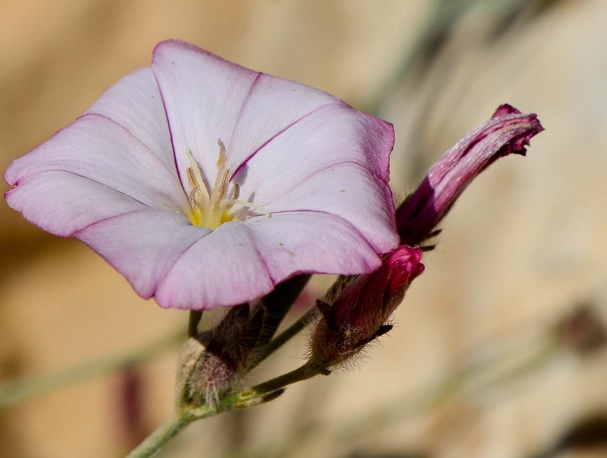 Image of Convolvulus oleifolius specimen.