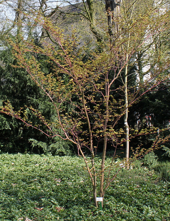 Image of Acer palmatum specimen.