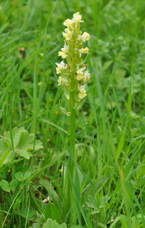 Изображение особи Dactylorhiza romana ssp. georgica.