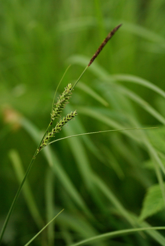 Изображение особи Carex appendiculata.