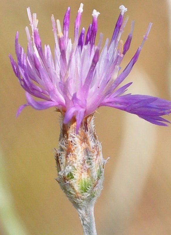 Изображение особи род Centaurea.