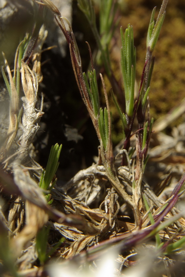 Image of Minuartia adenotricha specimen.