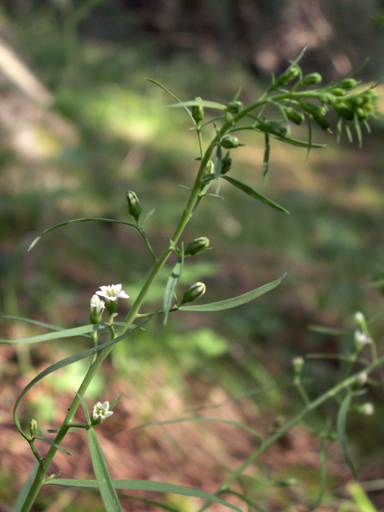 Image of Thesium alatavicum specimen.