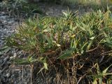 Agropyron pinifolium