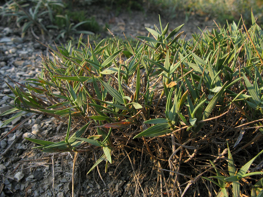 Изображение особи Agropyron pinifolium.