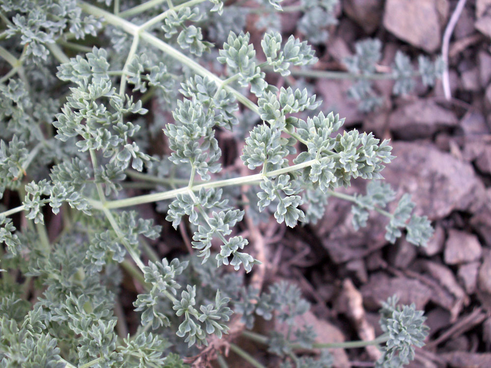 Изображение особи Ferula transiliensis.