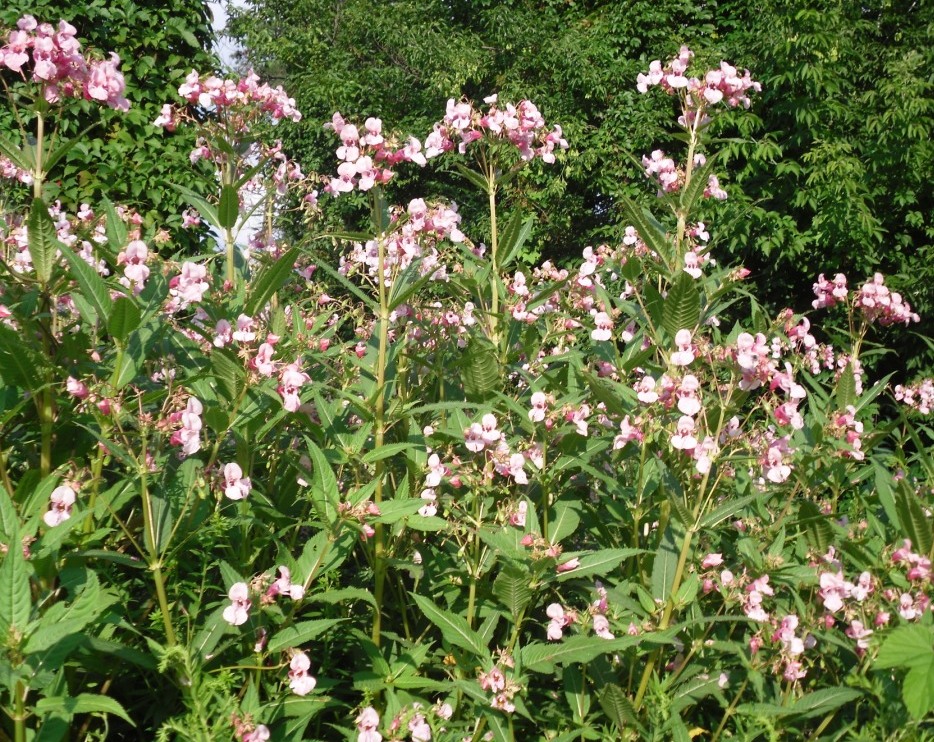 Image of Impatiens glandulifera specimen.