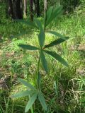 Trifolium lupinaster