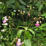 Impatiens balfourii