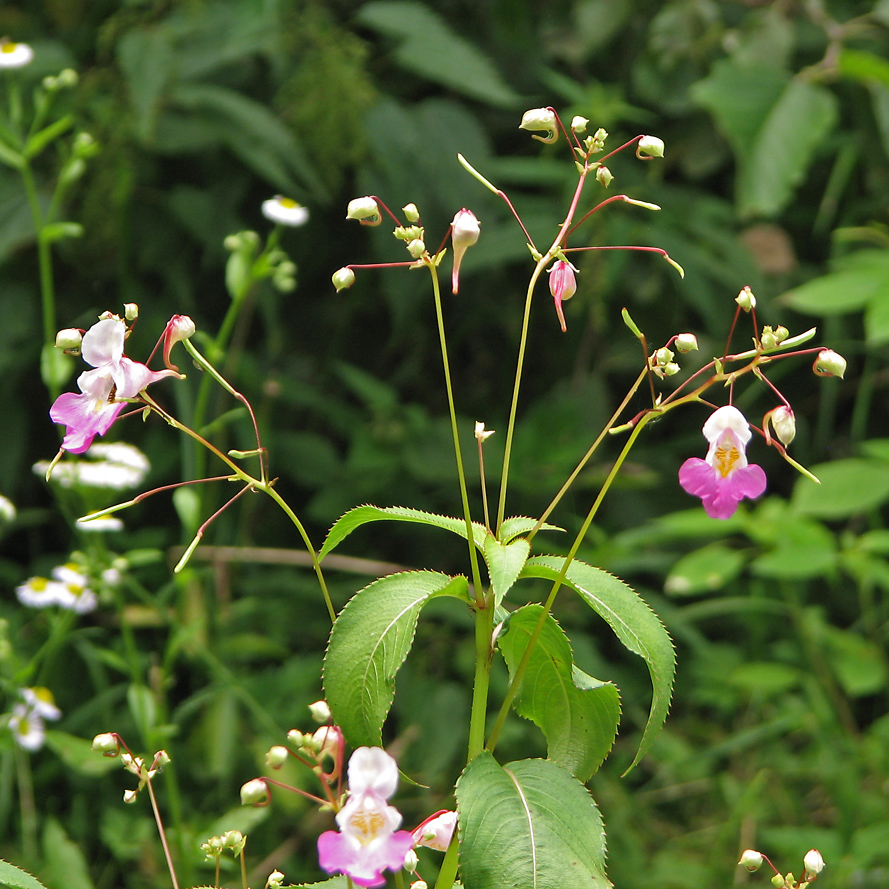 Image of Impatiens balfourii specimen.