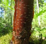 Betula pubescens