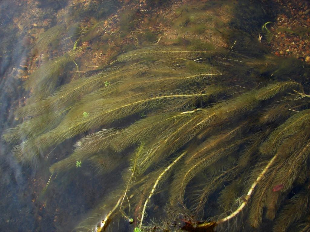 Изображение особи Hippuris vulgaris.