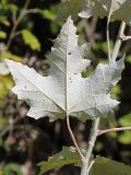 Populus alba