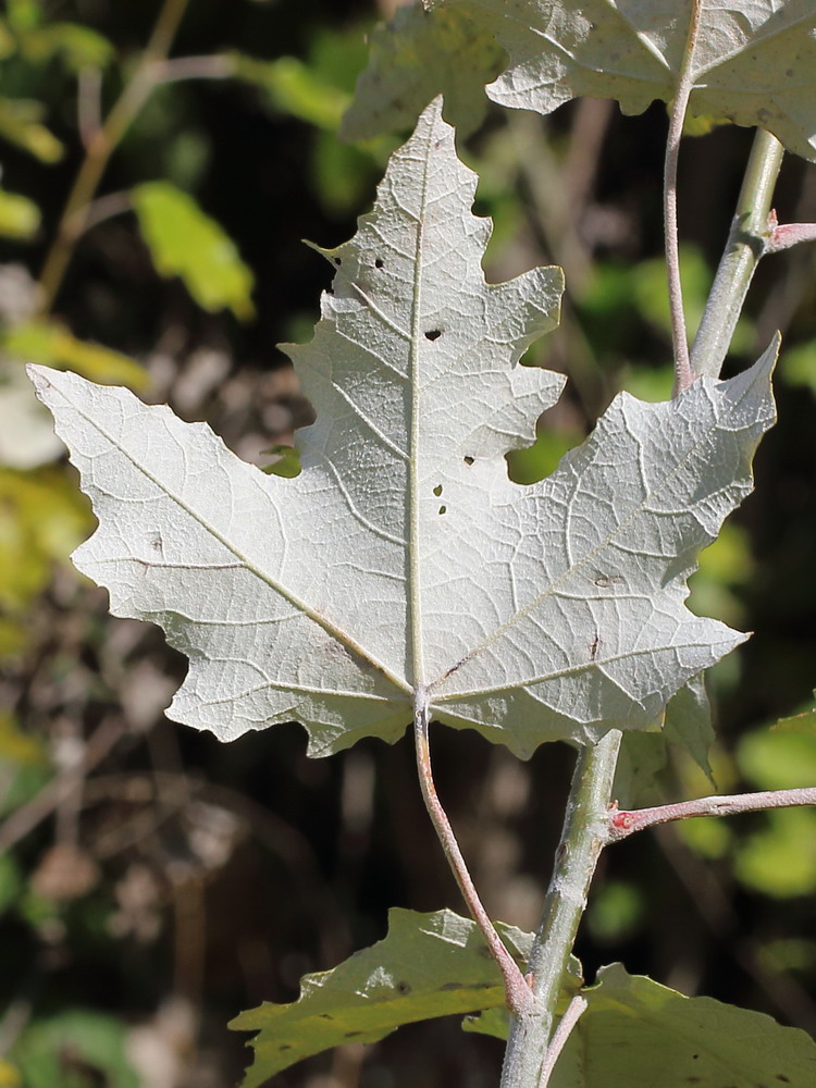 Изображение особи Populus alba.