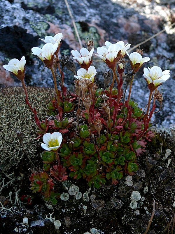 Изображение особи Saxifraga cespitosa.