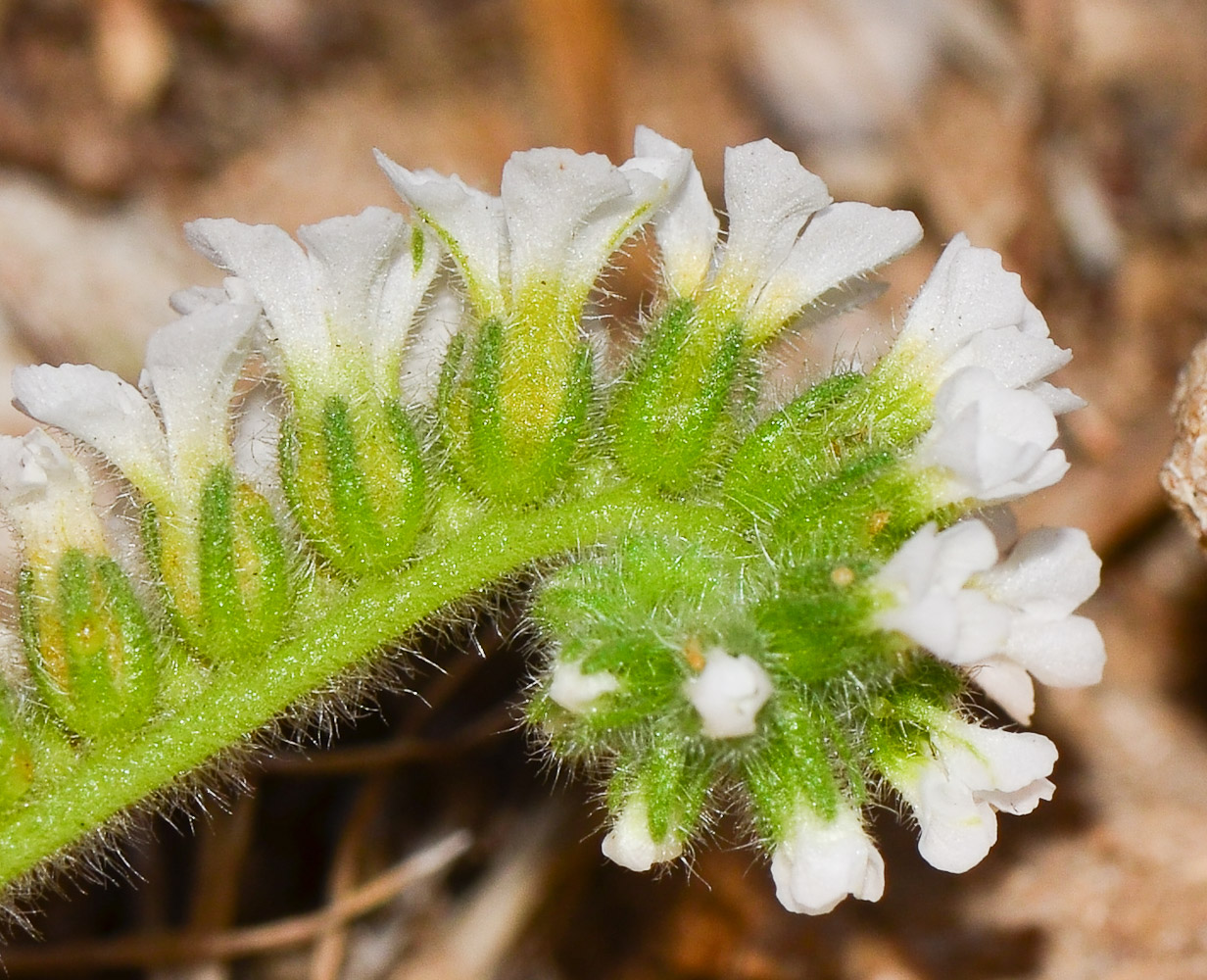 Image of Heliotropium suaveolens specimen.