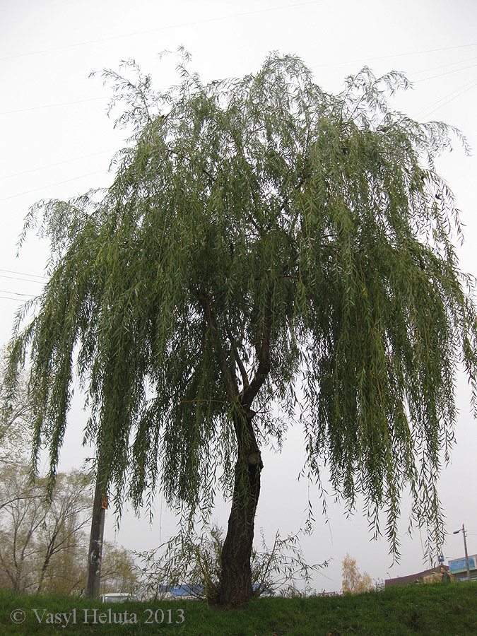 Image of Salix babylonica specimen.