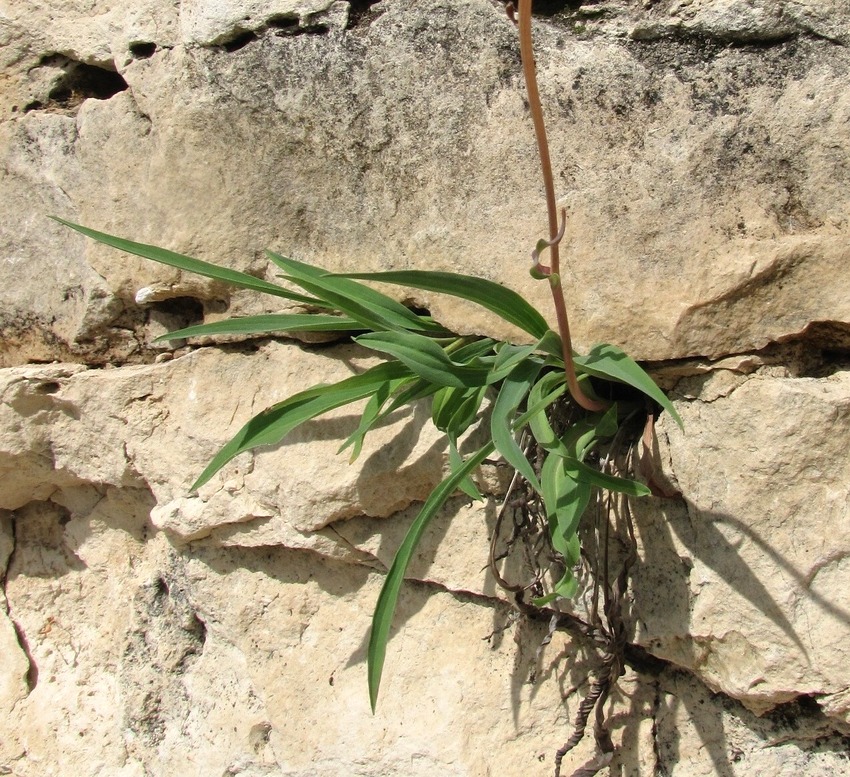 Изображение особи Scorzonera glabra.