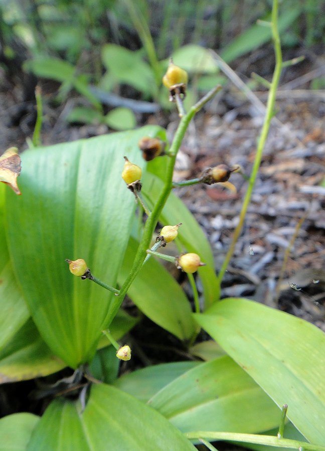 Image of Smilacina trifolia specimen.