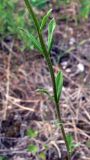 Erysimum hieraciifolium