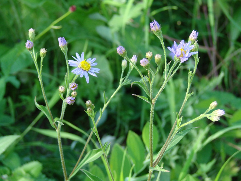 Image of Aster tataricus specimen.