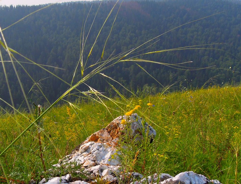 Изображение особи род Stipa.