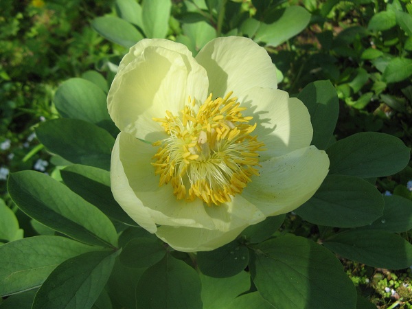 Image of Paeonia mlokosewitschii specimen.