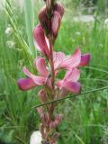 Onobrychis sibirica