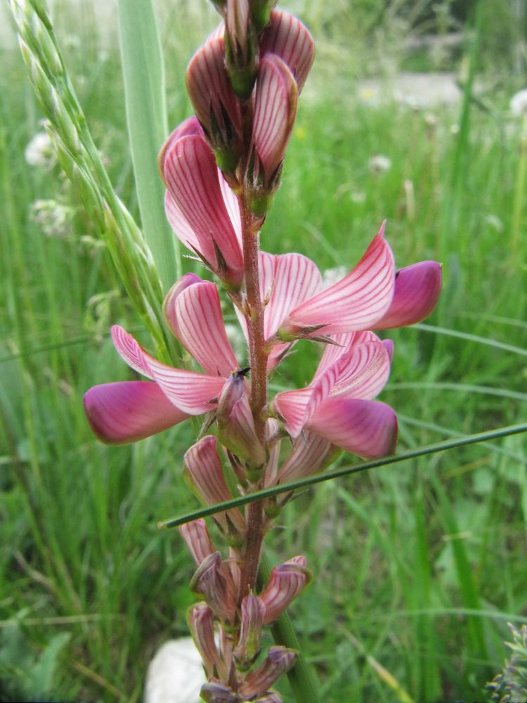 Image of Onobrychis sibirica specimen.