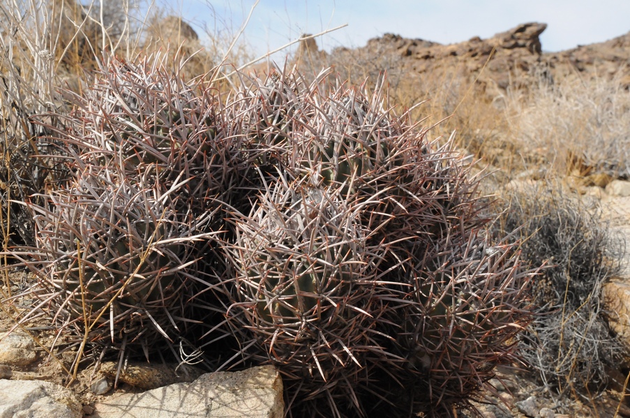 Изображение особи Echinocactus polycephalus.