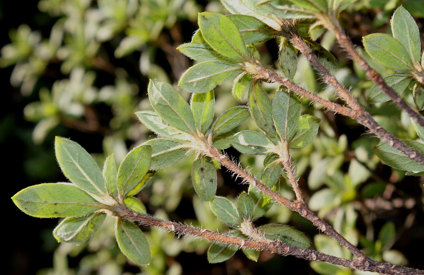 Изображение особи Rhododendron obtusum.