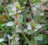 Veronica sublobata