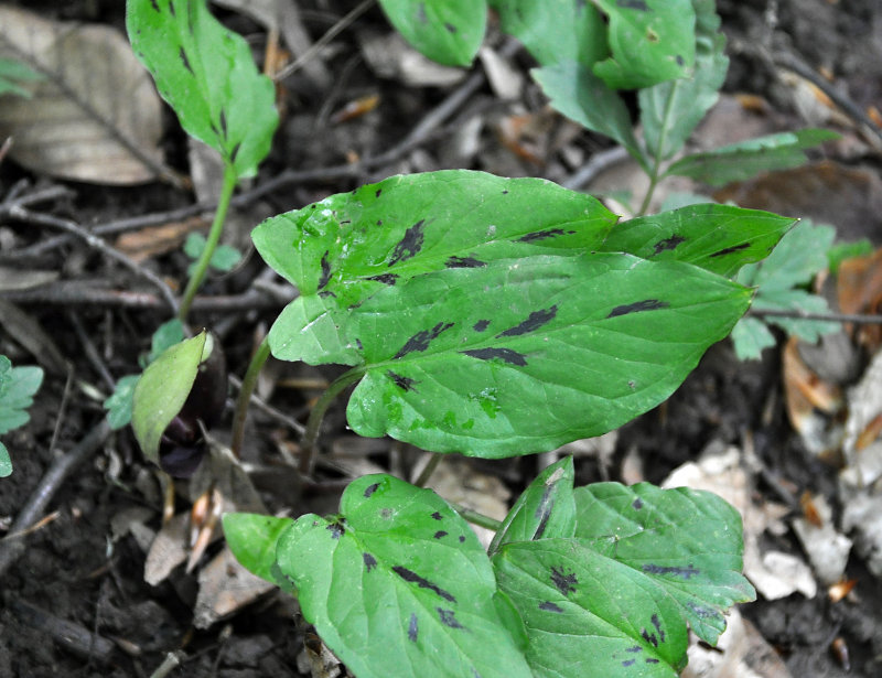 Image of Arum orientale specimen.