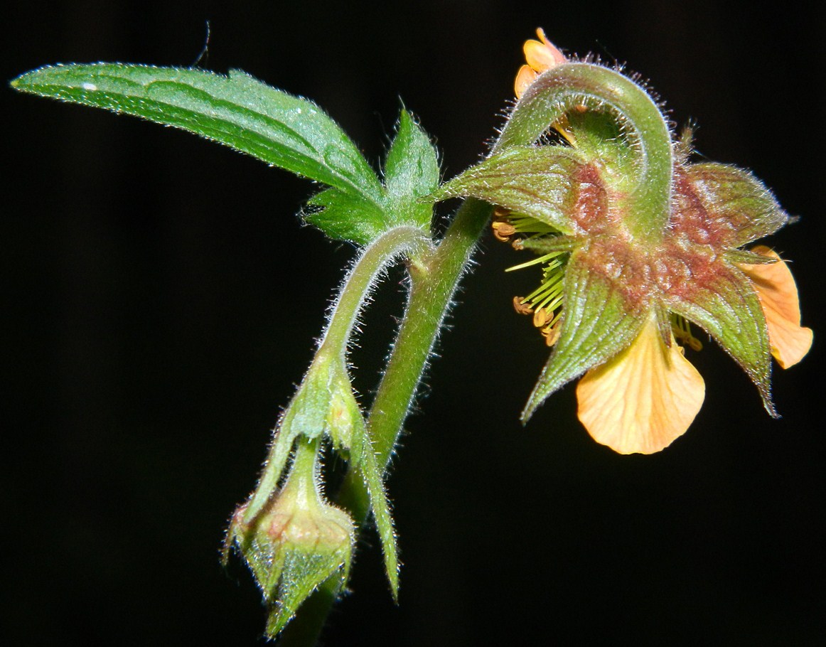 Image of Geum × intermedium specimen.