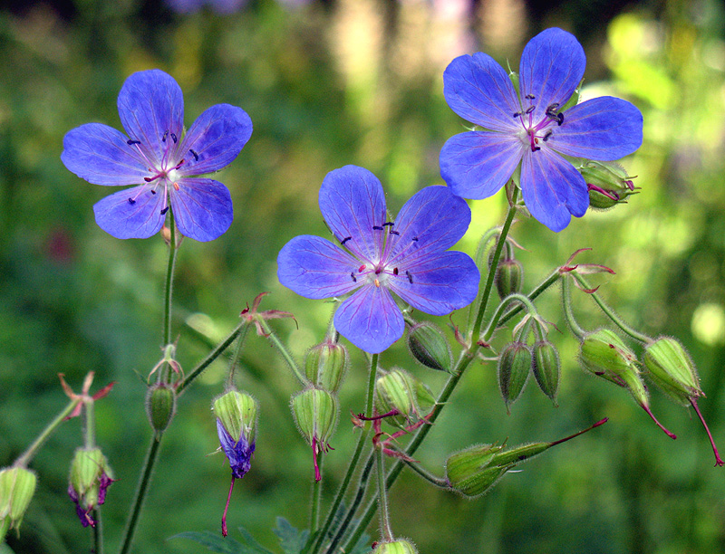 Image of Geranium pratense specimen.