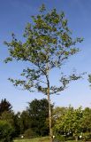 Platanus occidentalis