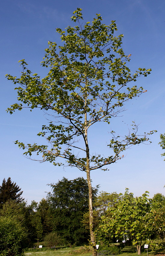 Image of Platanus occidentalis specimen.