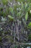 Allium delicatulum