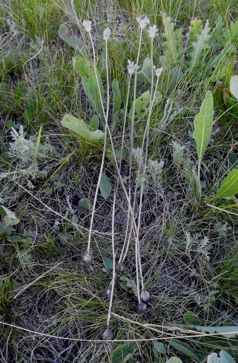 Image of Allium delicatulum specimen.