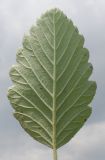 Sorbus mougeotii