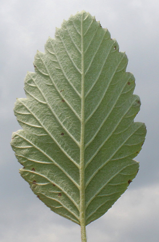 Изображение особи Sorbus mougeotii.